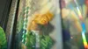 Solstice — detail photo 21